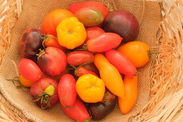 Tomatoes in a straw basket. Variety tomatoes. Orange and red ripe vegetables. Juicy tomato. Top view.