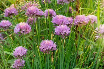 Chive flowers is growing in rural garden. Blossom season. Herb garden. Allium schoenoprasum in meadow. Cottage garden.