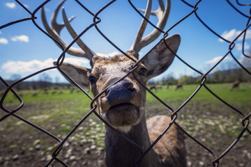 Deer in contact farm, zoo, wait for foor from child.