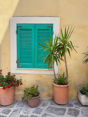 Green Shuttered Window with Potted Plants