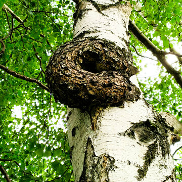 Suvel on a birch. A natural growth on a birch trunk. Close-up.