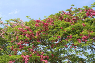 blooming pink flower tree in spring 