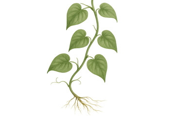 Fototapeta premium Illustration of a green plant growing, showing roots and leaves, isolated on a transparent background