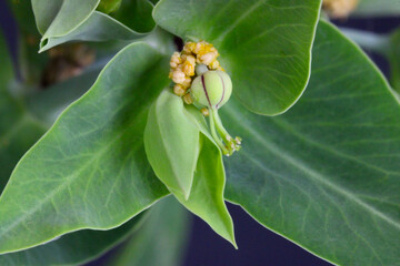 Caper Spurge Leaf Blossom 01