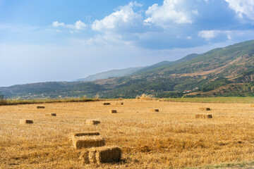 Wheat farm after harvest, Albania landscape