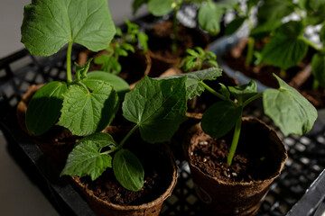 young cucumber and tomato seedlings in a peat pot in a plastic box for storing and delivering...
