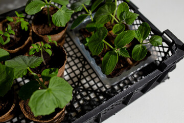 young cucumber and tomato seedlings in a peat pot in a plastic box for storing and delivering...