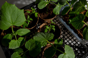 young cucumber and tomato seedlings in a peat pot in a plastic box for storing and delivering...