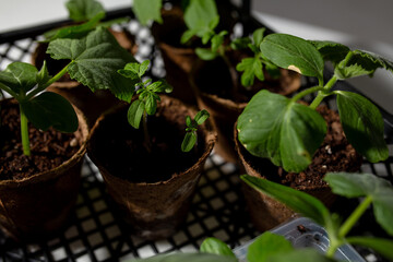 young cucumber and tomato seedlings in a peat pot in a plastic box for storing and delivering vegetables and fruits. sprouts for an agronomist's greenhouse. space for text