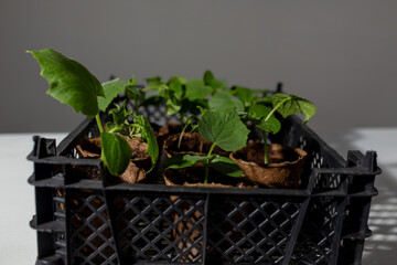 young cucumber and tomato seedlings in a peat pot in a plastic box for storing and delivering...