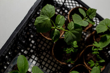 young cucumber and tomato seedlings in a peat pot in a plastic box for storing and delivering...