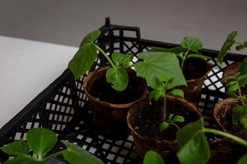 young cucumber and tomato seedlings in a peat pot in a plastic box for storing and delivering...