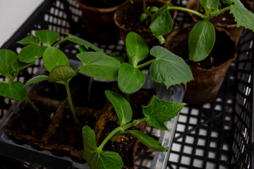young cucumber and tomato seedlings in a peat pot in a plastic box for storing and delivering...