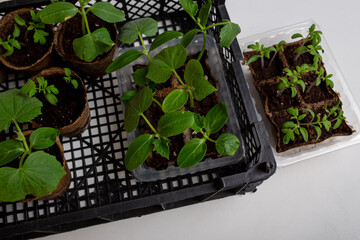 young cucumber and tomato seedlings in a peat pot in a plastic box for storing and delivering...