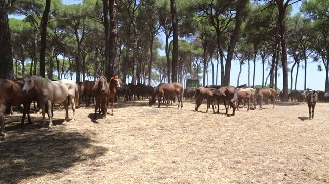 Traditional horse roundup in andalusia forest. Riders drive a herd of horses through dusty pine woods during the annual "Saca de las Yeguas" in Almonte, Huelva, southern Spain.