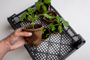 young cucumber and tomato seedlings in a peat pot in a plastic box for storing and delivering...