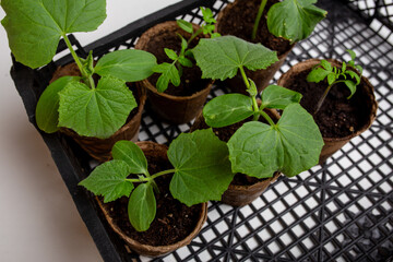 young cucumber and tomato seedlings in a peat pot in a plastic box for storing and delivering...