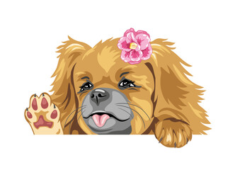 Peeking waving Pekingese lady dog