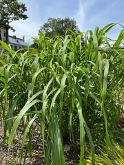 big Miscanthus Giant Seedling .Cereal plants. Flowers background