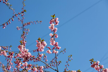 Close-up of blooming sakura Kanzan with vivid pink flowers under spring sunlight, set against a blue sky in Saint Petersburg’s Friendship Park. A touch of Japan in northern Russia.

