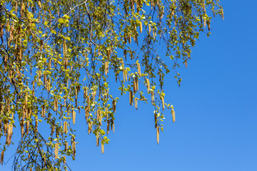 Birch branch with fresh leaves and catkins in soft spring sunlight against a clear blue sky. A gentle symbol of northern spring in Saint Petersburg, Russia.


