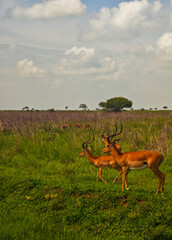 Mikumi safari Tanzania