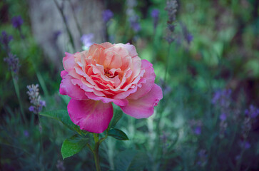 Luxurious rose on lavender background, blooming in the garden.