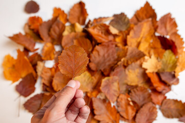 dried autumn leaves for herbarium are located on a white background. concept: change of seasons, cleaning public areas from garbage. place for text