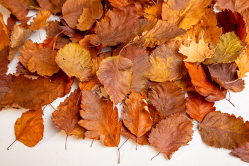 dried autumn leaves for herbarium are located on a white background. concept: change of seasons, cleaning public areas from garbage. place for text