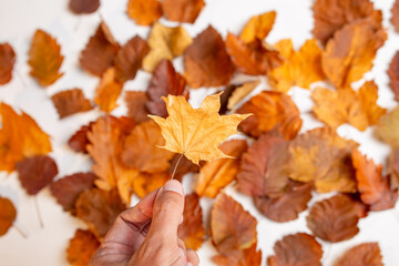 dried autumn leaves for herbarium are located on a white background. concept: change of seasons, cleaning public areas from garbage. place for text