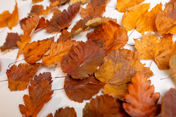 dried autumn leaves for herbarium are located on a white background. concept: change of seasons, cleaning public areas from garbage. place for text