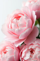 Obraz premium Soft pink peonies in full bloom with delicate petals and elegant floral aesthetic on a white background