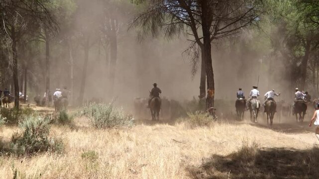 Traditional horse roundup in andalusia forest. Riders drive a herd of horses through dusty pine woods during the annual "Saca de las Yeguas" in Almonte, Huelva, southern Spain.