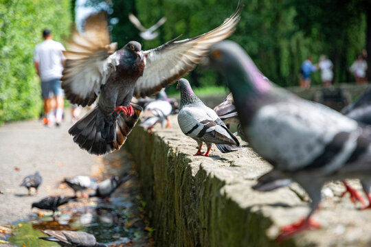 Feeding pigeons on the street	