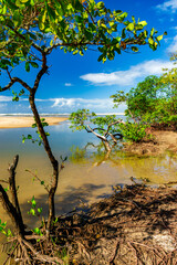 Obraz premium Mangrove and river on the beachfront in Serra Grande on the southern coast of Bahia