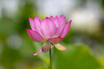 満開のハスの花
