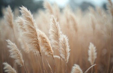 Close-up abstract view of Cortaderia selloana, pampas grass plumes in soft beige, brown winter tones. Dry reeds with fluffy stems create natural, boho-style bokeh background. Serene, calm, frosty