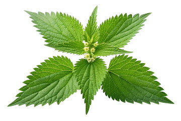 Stinging nettle plant with flowers isolated on transparent background