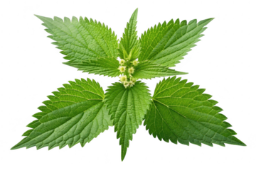 Stinging nettle plant with flowers isolated on transparent background