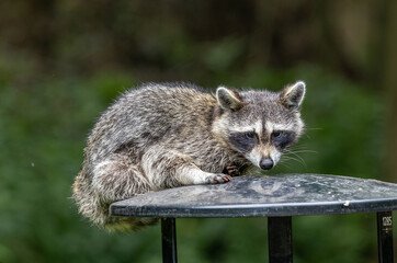 Obraz premium raccoon on trash can