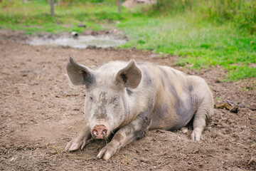 Fototapeta premium Happy, muddy boar lying peacefully outdoors on a farm.