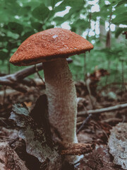 mushroom in the forest