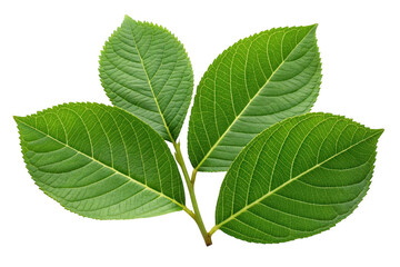 Obraz premium Green leaves on a stem isolated on transparent background