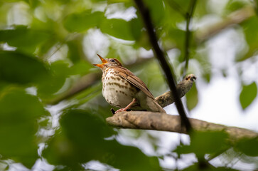 brown thrasher