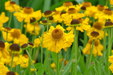 Yellow helenium sneezeweed 'The Bishop' in flower.