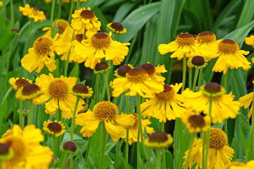 Yellow helenium sneezeweed, in flower.