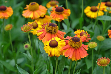 Orange and yellow helenium sneezeweed, in flower.