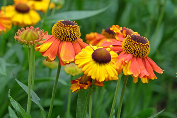 Orange and yellow helenium sneezeweed in flower.