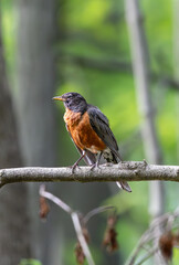 Fototapeta premium american robin