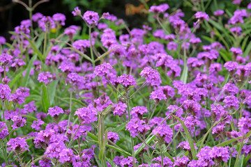 Obraz premium Purple Verbena rigida, known as slender vervain or tuberous vervain in flower.
